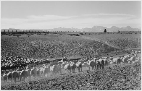 Ansel Adams - Flock of Sheep, Owens Valley California (1941) - 17" x 22" Art Print