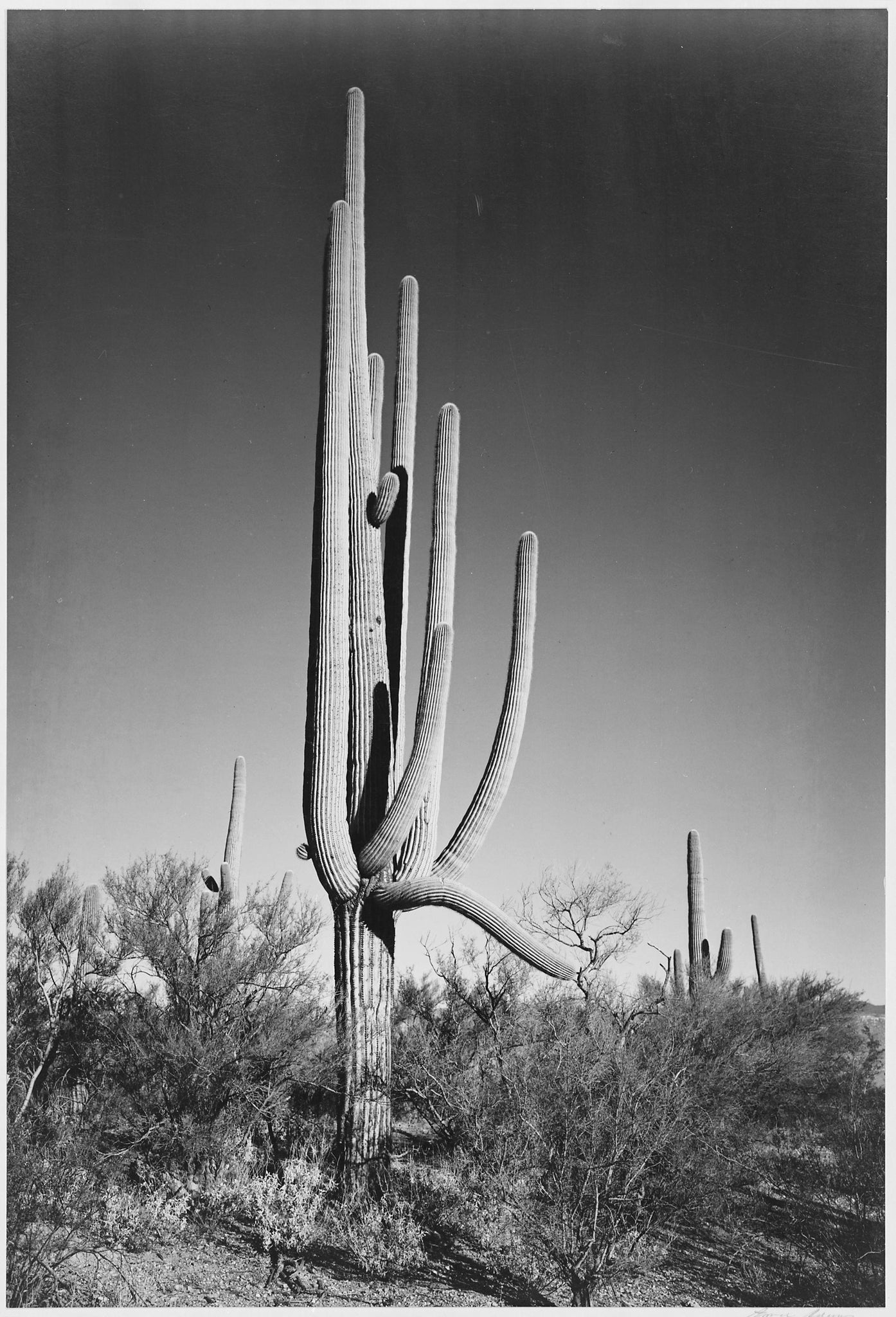 Ansel Adams - Cactus & Shrubs in Saguaro National Monument Arizona (1933) - 17"x22" Fine Art Print