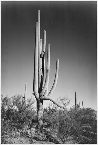 Ansel Adams - Cactus & Shrubs in Saguaro National Monument Arizona (1933) - 17"x22" Fine Art Print