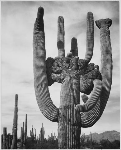 Ansel Adams - Unique Cactus Saguaros Monument Arizona (1942) - 17" x 22" Art Print