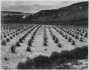 Ansel Adams - Rows of Corn in Field Tuba City Arizona (1941) - 17" x 22" Art Print