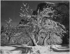 Ansel Adams - Trees Snow on Branches Half Dome Apple Orchard Yosemite California (1933) - 17" x 22" Fine Art Print