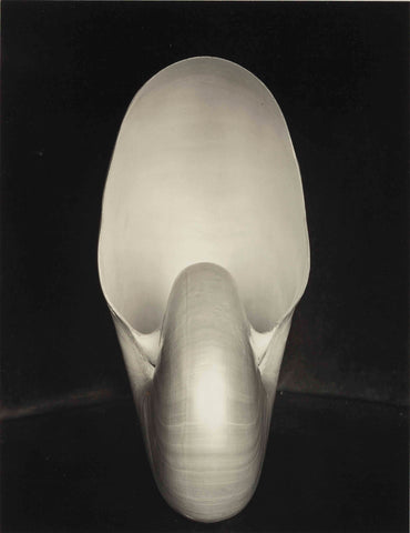 Edward Weston - Nautilus (1927) Seashell - 17" x 22" Fine Art Print