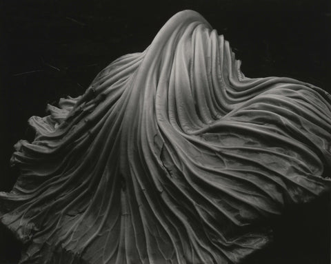 Edward Weston - Cabbage Leaf (1931) - 17" x 22" Fine Art Print