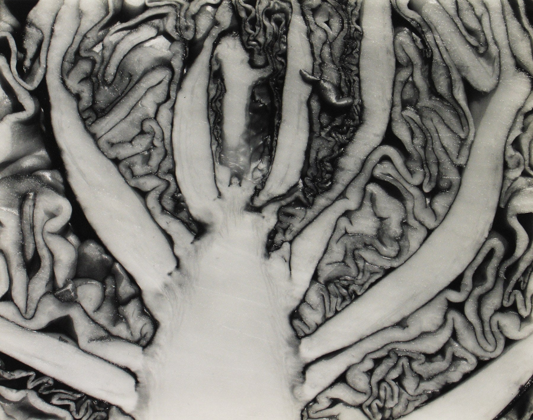 Edward Weston - Red Cabbage Halved (1930) - 17" x 22" Fine Art Print