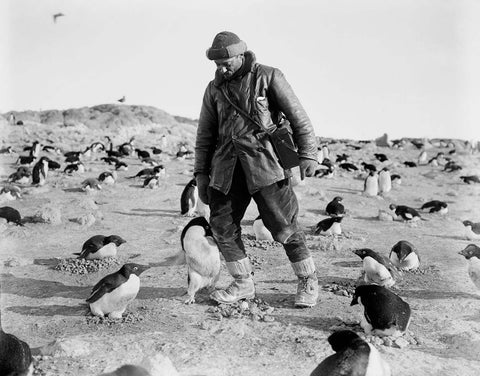 Herbert Ponting - Adelie Penguin Defends its Nest Cape Royd Ross Island (1911) - 17"x22" Fine Art Print