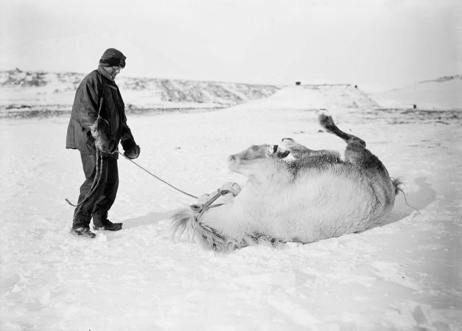 Herbert Ponting - Pony Rolling in Snow Antarctica (1911) - 17" x 22" Art Print