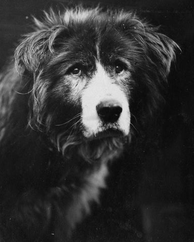 Frank Hurley - Owd Bob Sled Dog, Endurance, Antarctic (1914) - 17"x22" Art Print