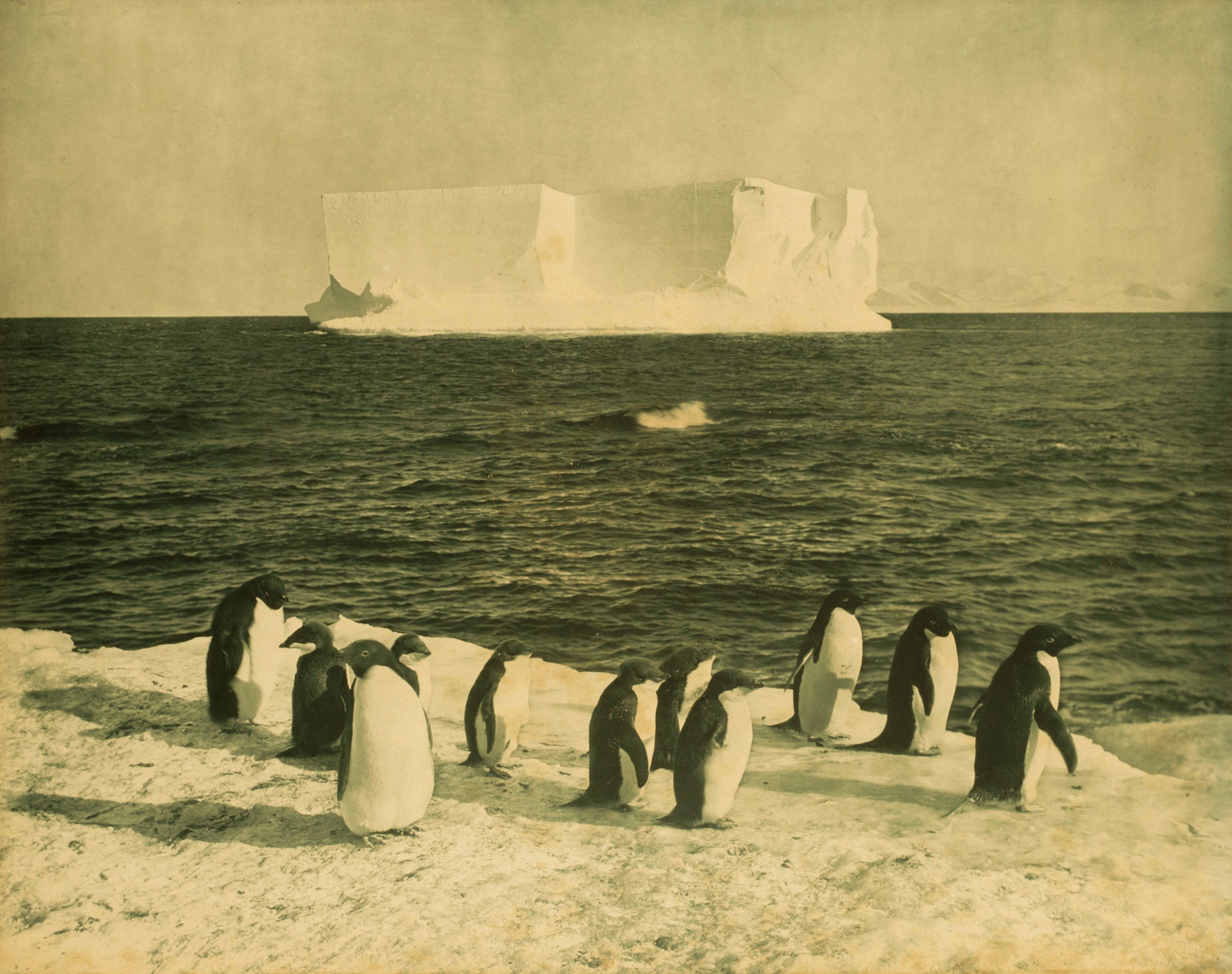 Herbert Ponting - Penguins Iceberg Cape Royd Antarctica (1910) - 17" x 22" Print