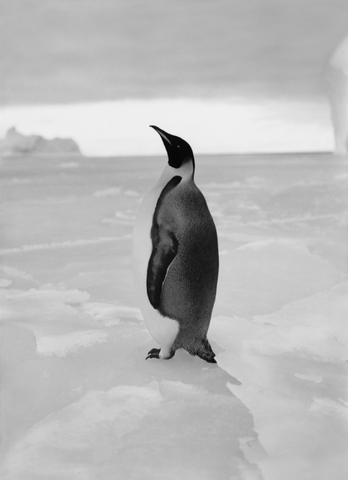 Herbert Ponting - An Emperor Penguin Antarctica (1910) - 17"x22" Fine Art Print