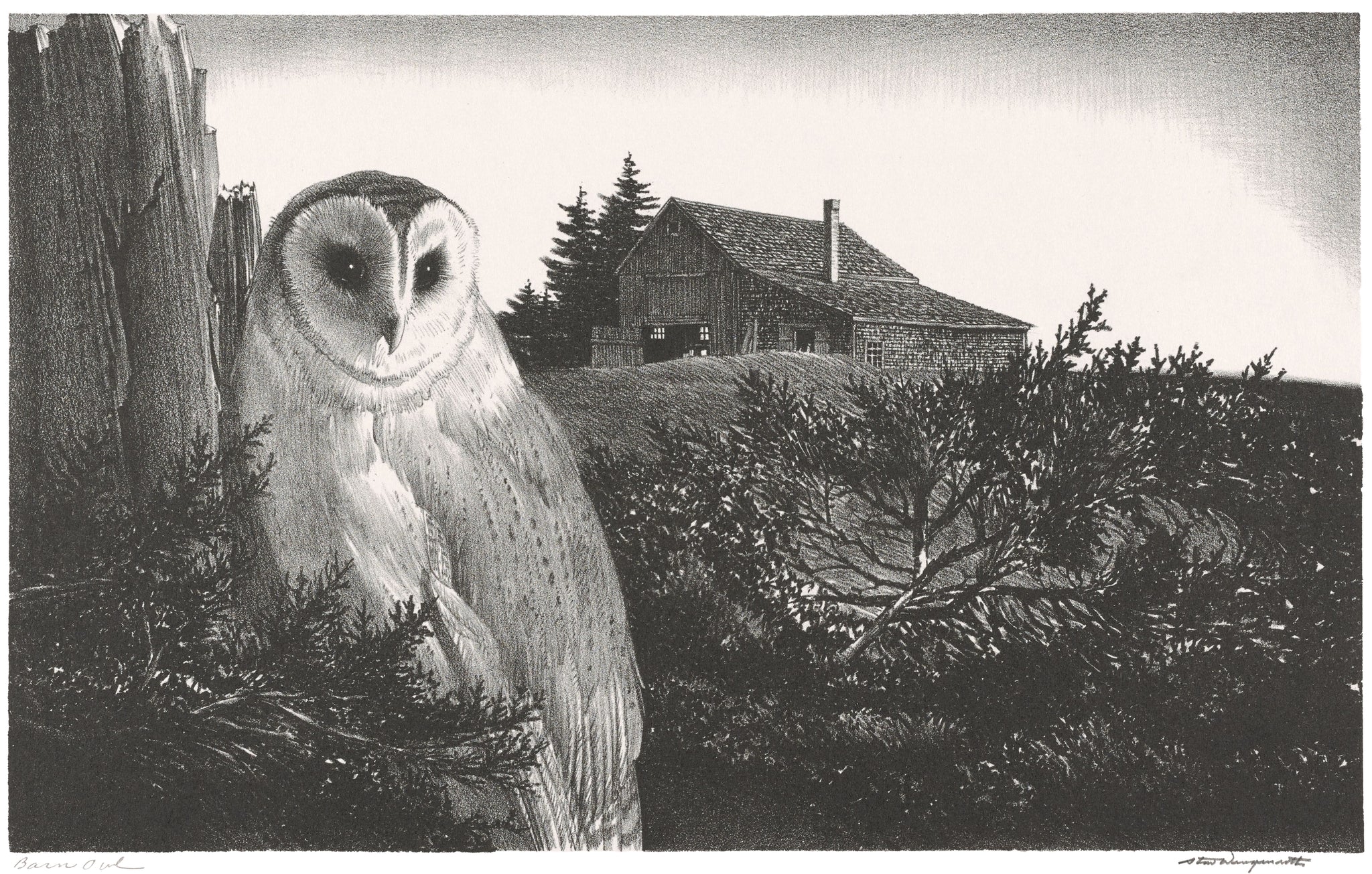 Stow Wengenroth - Barn Owl (1971) - 17" x 22" Fine Art Print