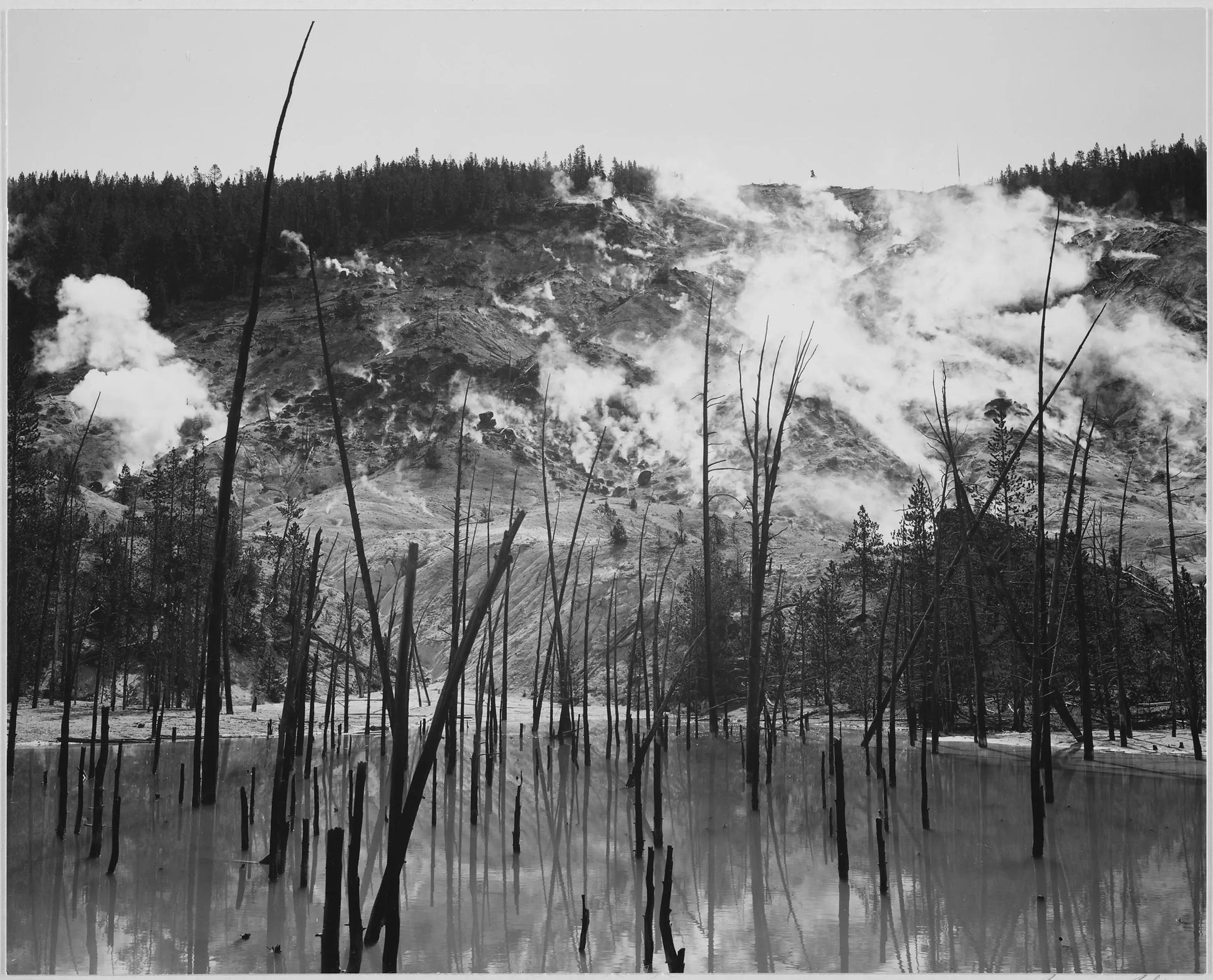 {{ product_title }} Fine Art Print | {{ product_vendor }} Jakero77 Ansel Adams - Barren Trees Rising from Water Steam Roaring Mountain Yellowstone National Park (1939) - 17"x22" Fine Art Print Art Print  Jakero77
