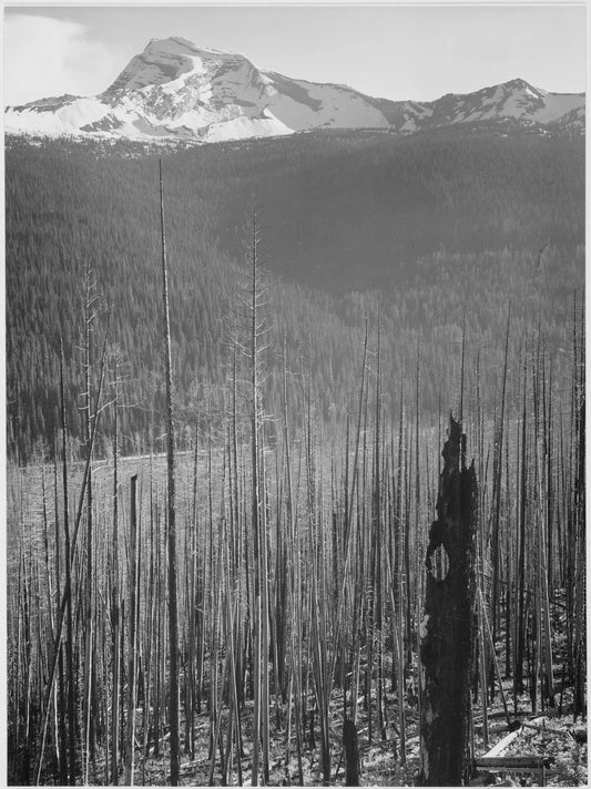 {{ product_title }} Fine Art Print | {{ product_vendor }} Jakero77 Ansel Adams - Burned Pine Trees Mountains Glacier Park (1941) - 17" x 22" Print Art Print  Jakero77