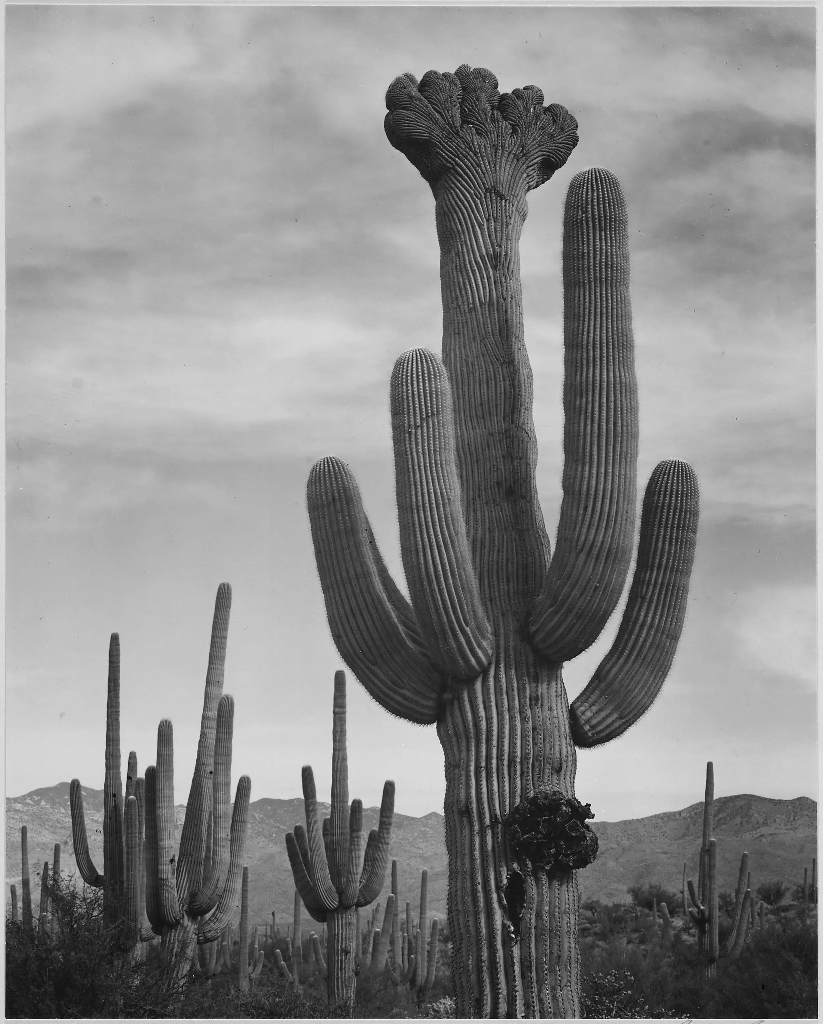 {{ product_title }} Fine Art Print | {{ product_vendor }} Jakero77 Ansel Adams - Cactus Saguaro National Monument Arizona (1934) - 17" x 22" Art Print Art Print  Jakero77