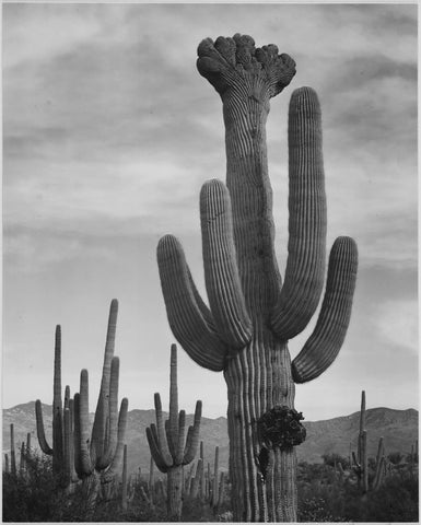 {{ product_title }} Fine Art Print | {{ product_vendor }} Jakero77 Ansel Adams - Cactus Saguaro National Monument Arizona (1934) - 17" x 22" Art Print Art Print  Jakero77