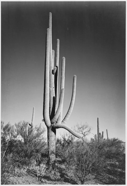 {{ product_title }} Fine Art Print | {{ product_vendor }} Jakero77 Ansel Adams - Cactus & Shrubs in Saguaro National Monument Arizona (1933) - 17"x22" Fine Art Print Art Print  Jakero77