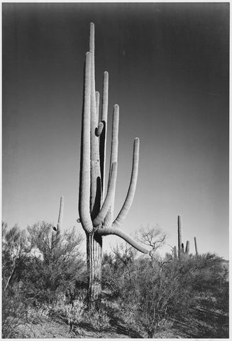 {{ product_title }} Fine Art Print | {{ product_vendor }} Jakero77 Ansel Adams - Cactus & Shrubs in Saguaro National Monument Arizona (1933) - 17"x22" Fine Art Print Art Print  Jakero77