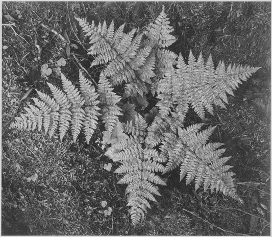 {{ product_title }} Fine Art Print | {{ product_vendor }} Jakero77 Ansel Adams - Close-Up of Ferns Leaves Montana (1941) - 17" x 22" Fine Art Print Art Print  Jakero77