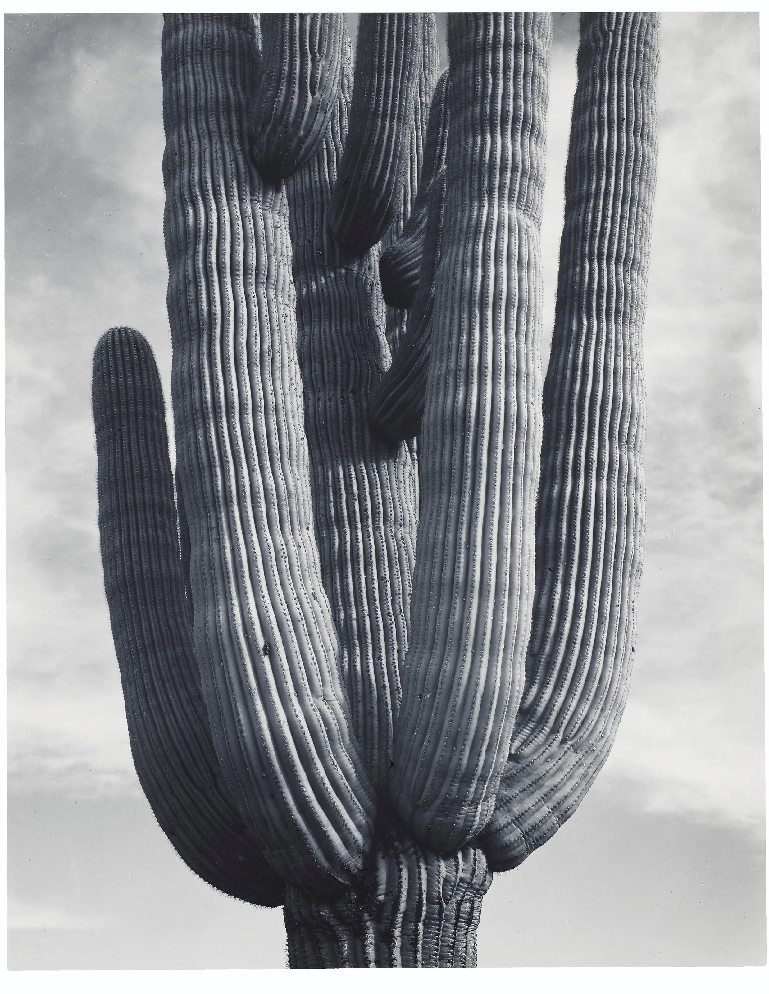 {{ product_title }} Fine Art Print | {{ product_vendor }} Jakero77 Ansel Adams - Detail Cactus Saguaro Monument Arizona (1941) - 17" x 22" Art Print Art Print  Jakero77