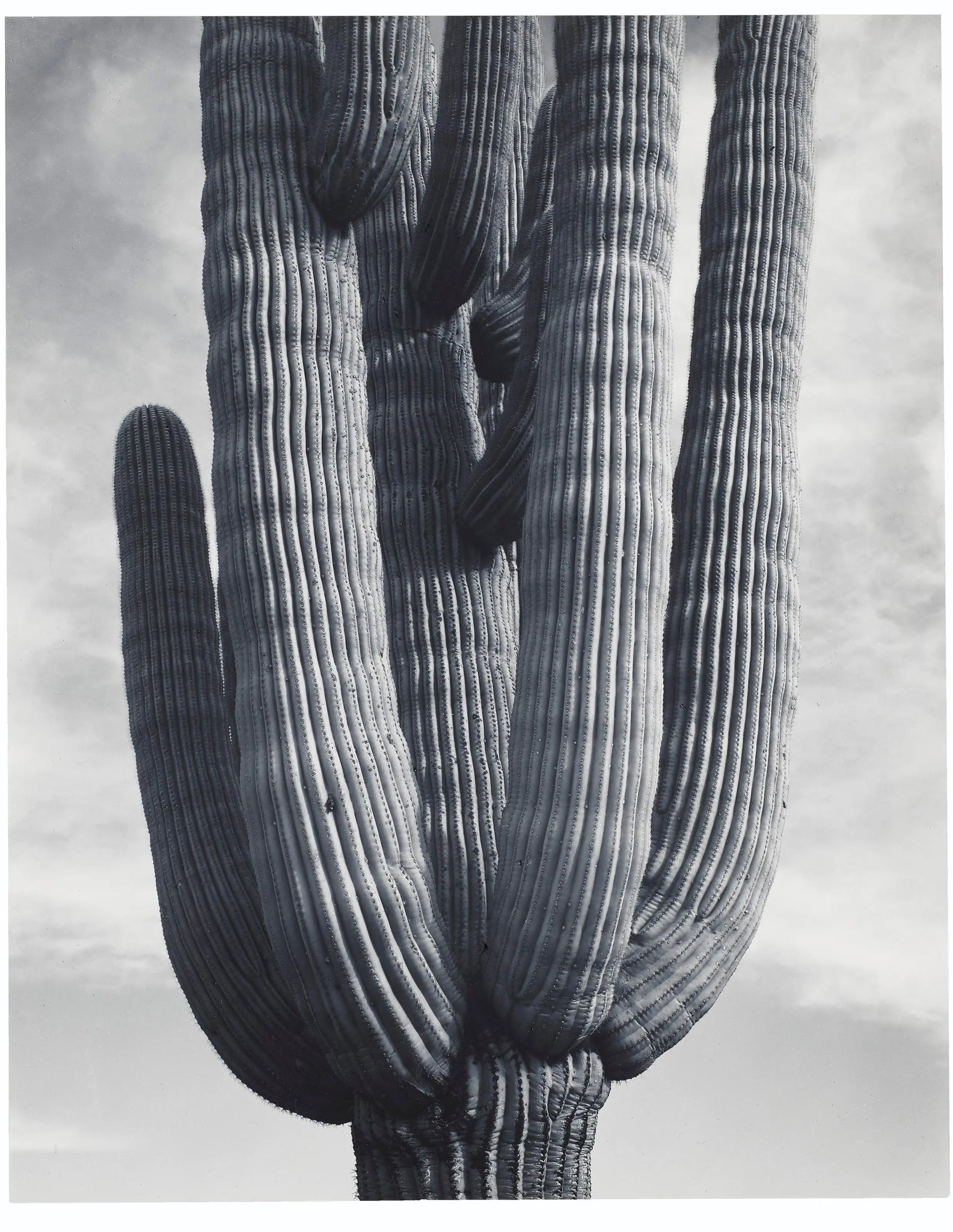 {{ product_title }} Fine Art Print | {{ product_vendor }} Jakero77 Ansel Adams - Detail Cactus Saguaro Monument Arizona (1941) - 17" x 22" Art Print Art Print  Jakero77