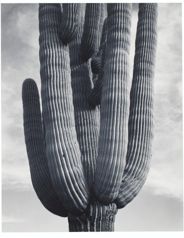 {{ product_title }} Fine Art Print | {{ product_vendor }} Jakero77 Ansel Adams - Detail Cactus Saguaro Monument Arizona (1941) - 17" x 22" Art Print Art Print  Jakero77