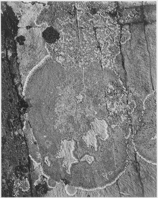 {{ product_title }} Fine Art Print | {{ product_vendor }} Jakero77 Ansel Adams - Detail of Lichens Glacier Park Montana (1941) - 17" x 22" Art Print Art Print  Jakero77