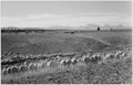 {{ product_title }} Fine Art Print | {{ product_vendor }} Jakero77 Ansel Adams - Flock of Sheep, Owens Valley California (1941) - 17" x 22" Art Print Art Print  Jakero77