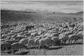 {{ product_title }} Fine Art Print | {{ product_vendor }} Jakero77 Ansel Adams - Sheep Flock in Owens Valley (1941) - 17" x 22" Fine Art Print Art Print  Jakero77
