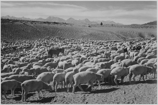 {{ product_title }} Fine Art Print | {{ product_vendor }} Jakero77 Ansel Adams - Sheep Flock in Owens Valley (1941) - 17" x 22" Fine Art Print Art Print  Jakero77