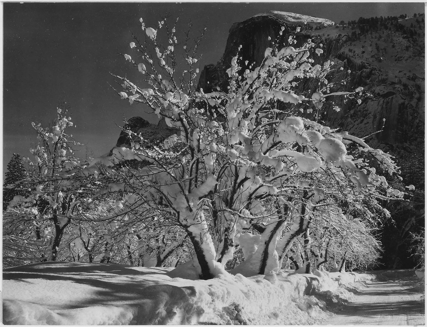 {{ product_title }} Fine Art Print | {{ product_vendor }} Jakero77 Ansel Adams - Trees Snow on Branches Half Dome Apple Orchard Yosemite California (1933) - 17" x 22" Fine Art Print Art Print  Jakero77