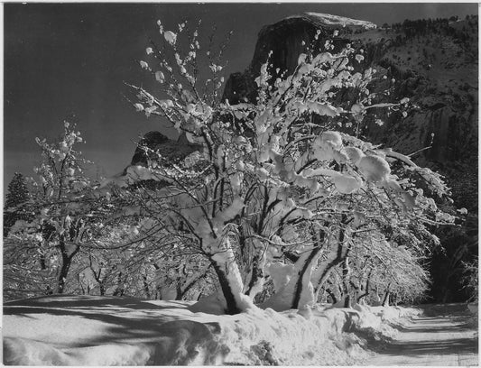 {{ product_title }} Fine Art Print | {{ product_vendor }} Jakero77 Ansel Adams - Trees Snow on Branches Half Dome Apple Orchard Yosemite California (1933) - 17" x 22" Fine Art Print Art Print  Jakero77