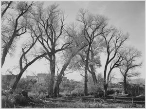 {{ product_title }} Fine Art Print | {{ product_vendor }} Jakero77 Ansel Adams - Trees at Taos Pueblo Landmark New Mexico (1941) -17" x 22" Art Print Art Print  Jakero77