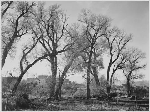 {{ product_title }} Fine Art Print | {{ product_vendor }} Jakero77 Ansel Adams - Trees at Taos Pueblo Landmark New Mexico (1941) -17" x 22" Art Print Art Print  Jakero77