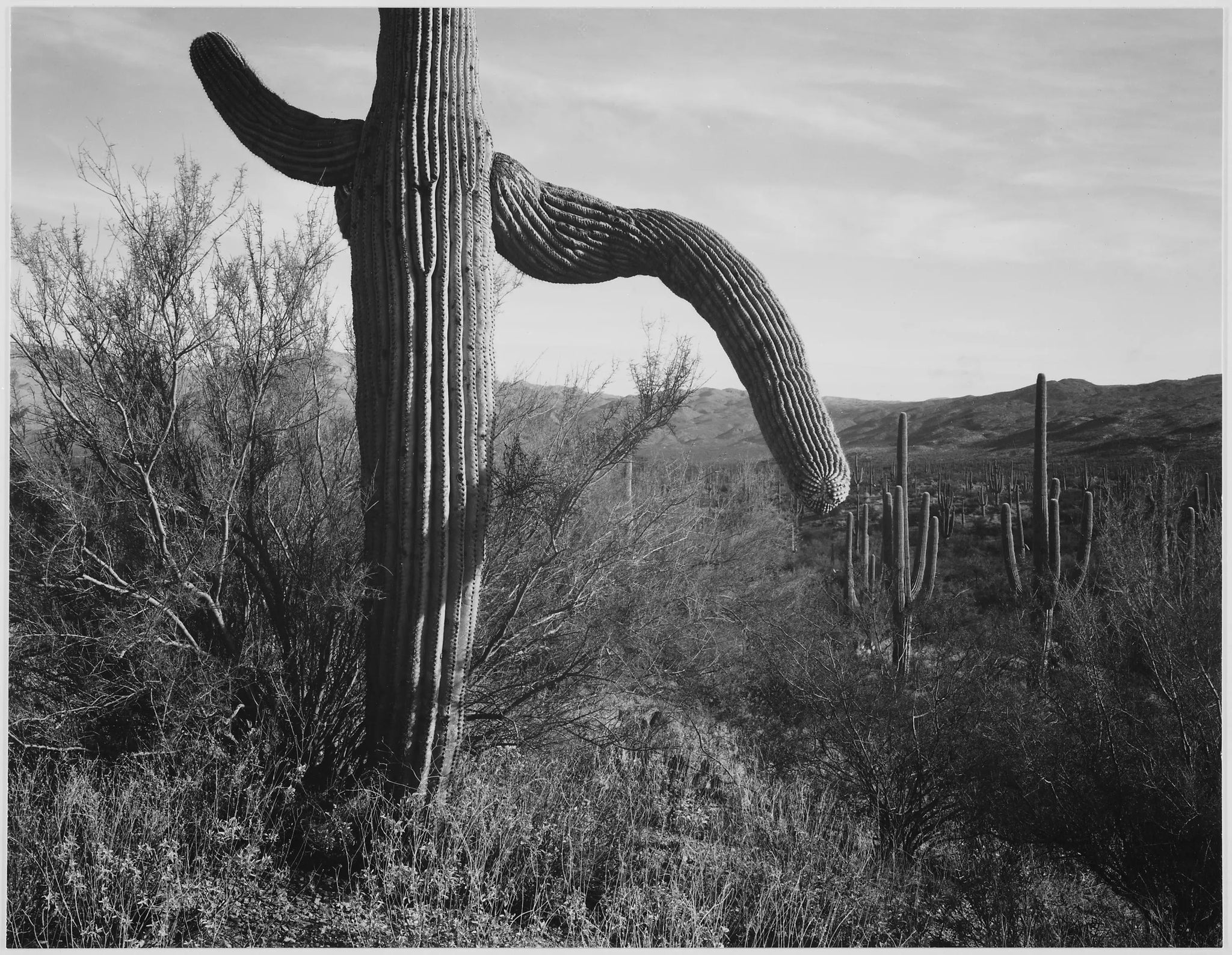 {{ product_title }} Fine Art Print | {{ product_vendor }} Jakero77 Ansel Adams - Twisted Cactus Saguaro Monument Arizona (1942) - 17" x 22" Art Print Art Print  Jakero77