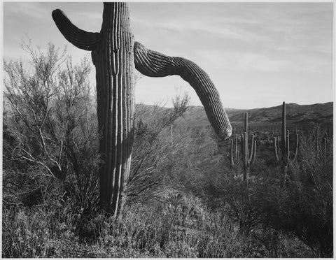 {{ product_title }} Fine Art Print | {{ product_vendor }} Jakero77 Ansel Adams - Twisted Cactus Saguaro Monument Arizona (1942) - 17" x 22" Art Print Art Print  Jakero77