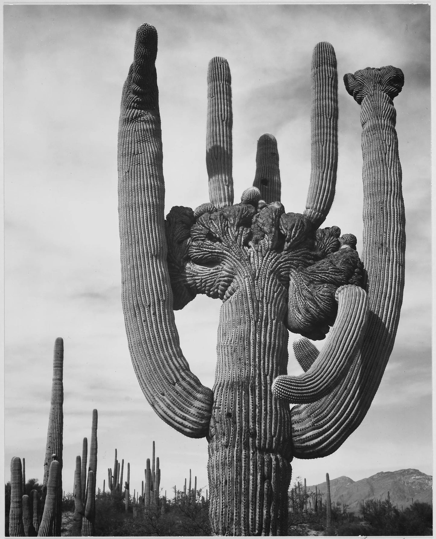{{ product_title }} Fine Art Print | {{ product_vendor }} Jakero77 Ansel Adams - Unique Cactus Saguaros Monument Arizona (1942) - 17" x 22" Art Print Art Print  Jakero77