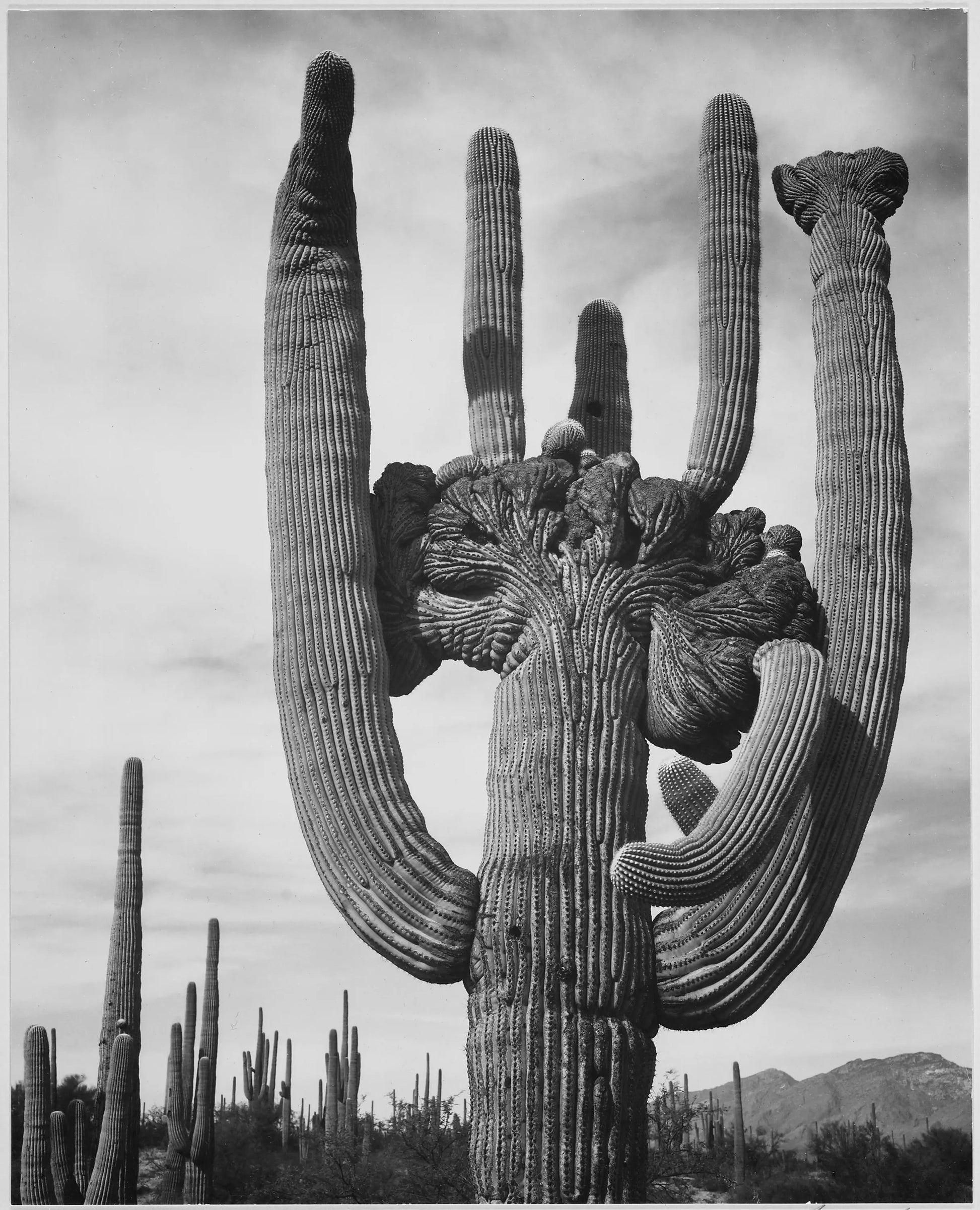 {{ product_title }} Fine Art Print | {{ product_vendor }} Jakero77 Ansel Adams - Unique Cactus Saguaros Monument Arizona (1942) - 17" x 22" Art Print Art Print  Jakero77