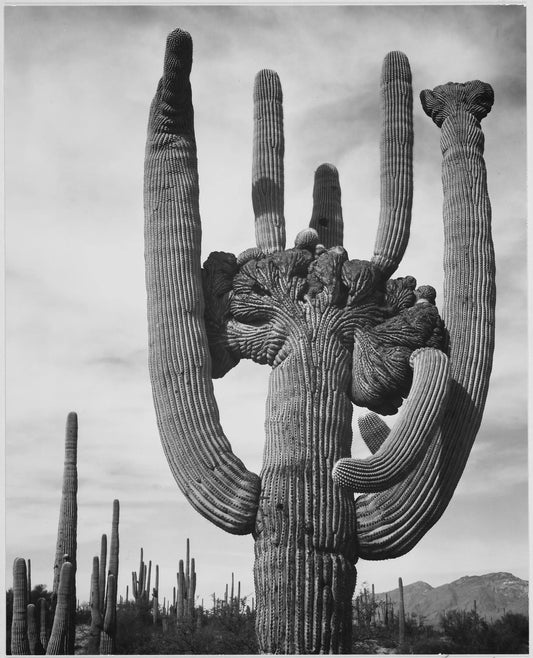 {{ product_title }} Fine Art Print | {{ product_vendor }} Jakero77 Ansel Adams - Unique Cactus Saguaros Monument Arizona (1942) - 17" x 22" Art Print Art Print  Jakero77