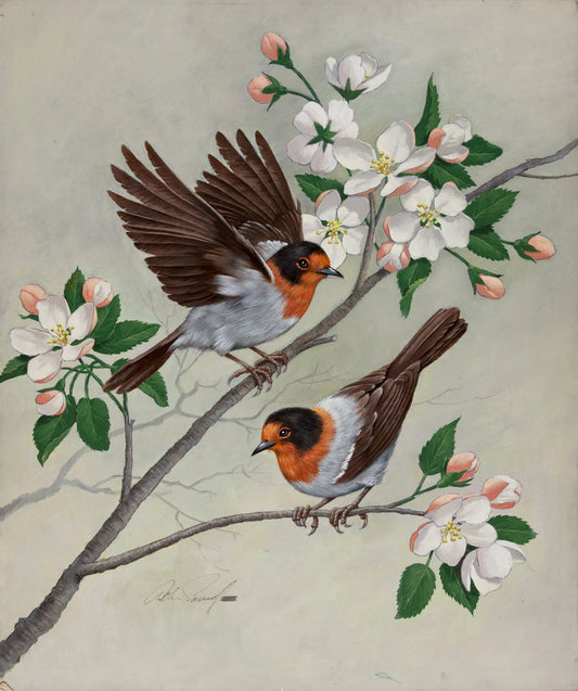 {{ product_title }} Fine Art Print | {{ product_vendor }} Jakero77 Arthur Sarnoff - Red Faced Warbler on Apple Blossoms 1960s Signed - 17"x22" Print Art Print  Jakero77