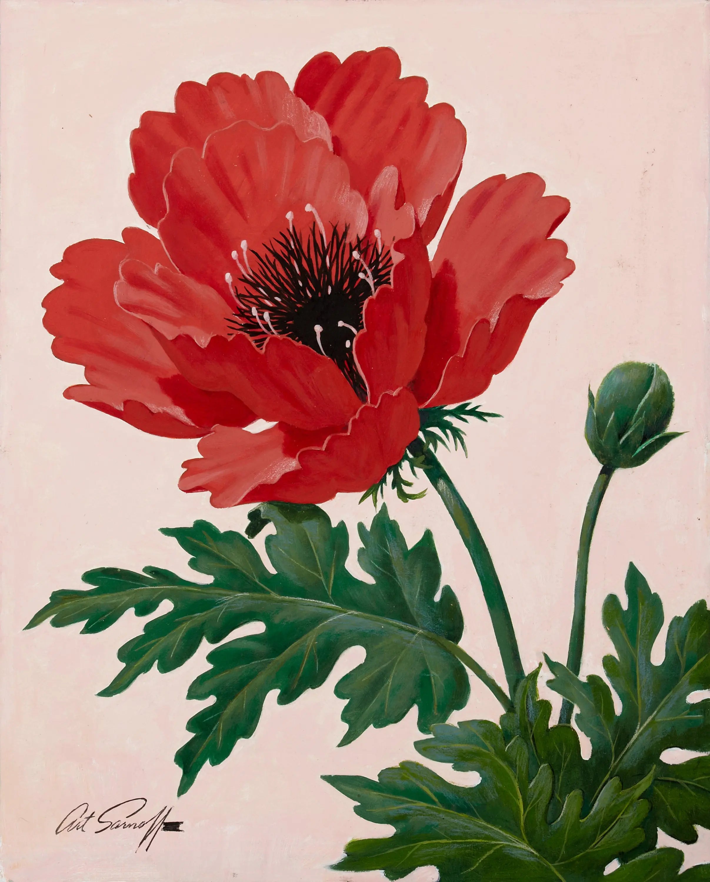 {{ product_title }} Fine Art Print | {{ product_vendor }} Jakero77 Arthur Sarnoff - Red Poppy Flower (1950s) Signed - 17" x 22" Fine Art Print Art Print  Jakero77