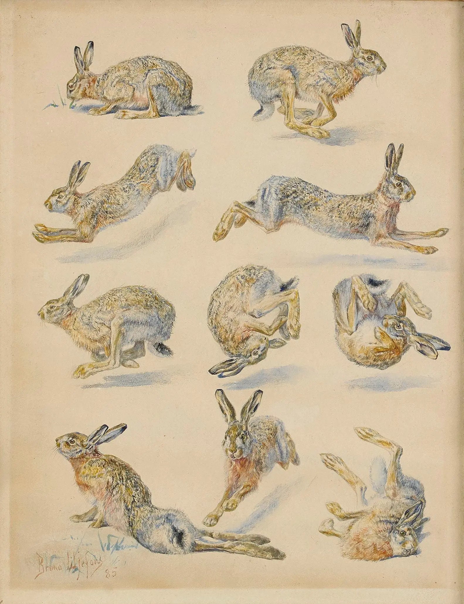 {{ product_title }} Fine Art Print | {{ product_vendor }} Jakero77 Bruno Liljefors - Hare Studies (1885) Rabbits Bunny - 17" x 22" Fine Art Print Art Print  Jakero77
