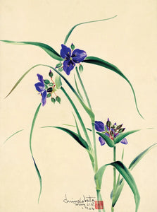 {{ product_title }} Fine Art Print | {{ product_vendor }} Jakero77 Chiura Obata - Watercolor of Purple Flowers (1944) - 17" x 22" Fine Art Print Art Print  Jakero77