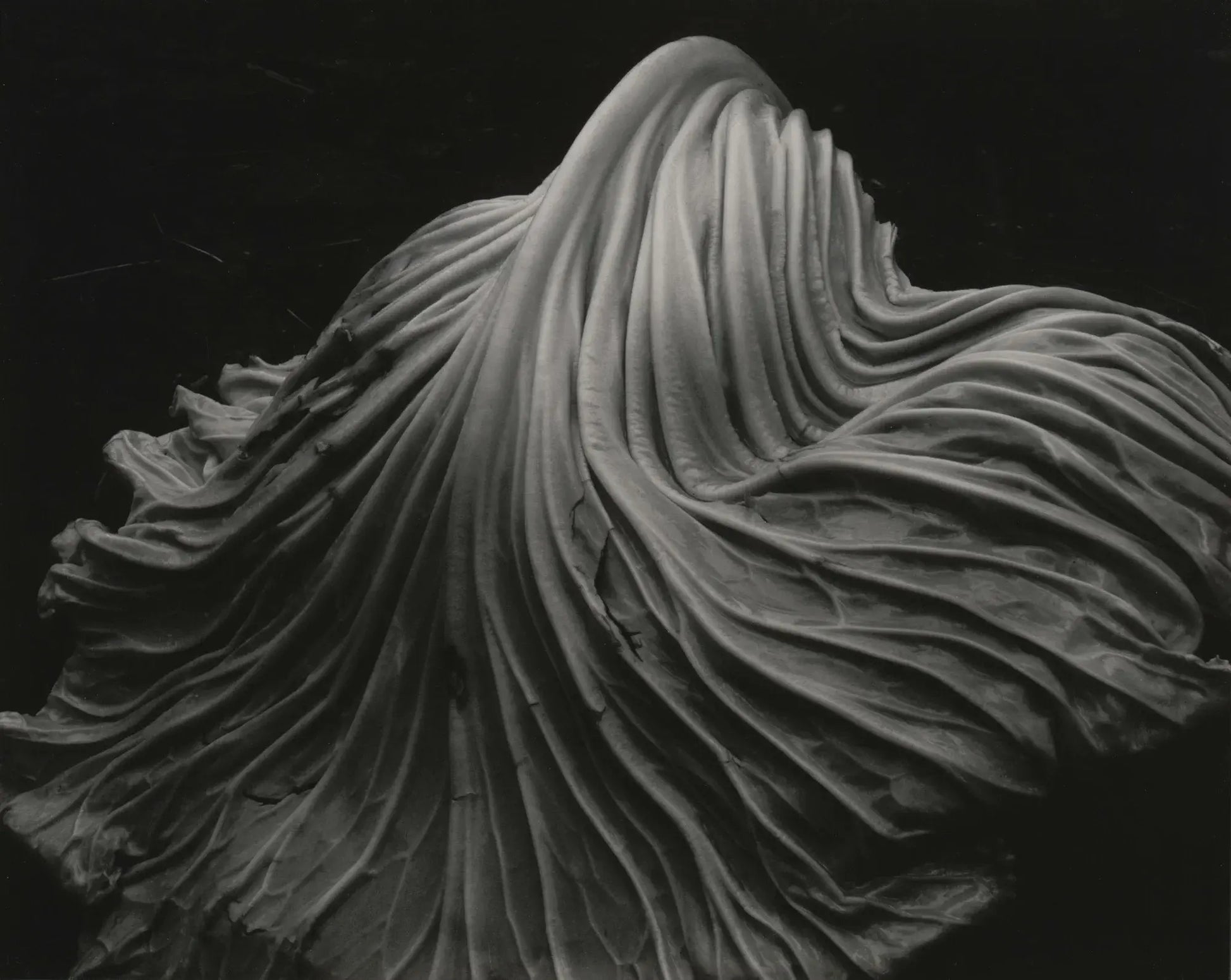 {{ product_title }} Fine Art Print | {{ product_vendor }} Jakero77 Edward Weston - Cabbage Leaf (1931) - 17" x 22" Fine Art Print Art Print  Jakero77