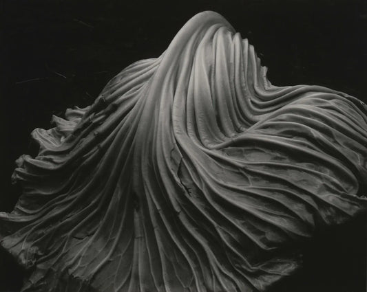 {{ product_title }} Fine Art Print | {{ product_vendor }} Jakero77 Edward Weston - Cabbage Leaf (1931) - 17" x 22" Fine Art Print Art Print  Jakero77