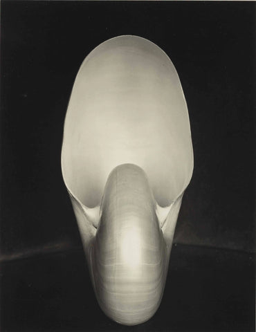 {{ product_title }} Fine Art Print | {{ product_vendor }} Jakero77 Edward Weston - Nautilus (1927) Seashell - 17" x 22" Fine Art Print Art Print  Jakero77