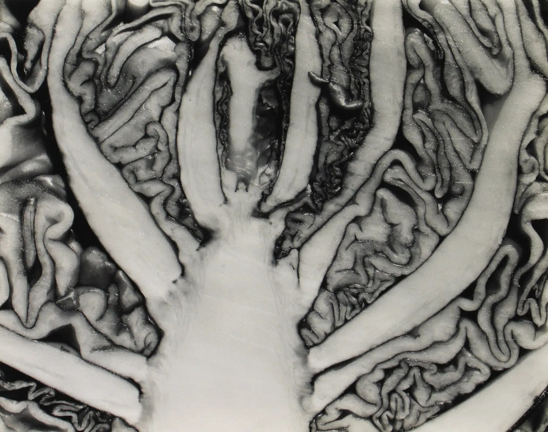 {{ product_title }} Fine Art Print | {{ product_vendor }} Jakero77 Edward Weston - Red Cabbage Halved (1930) - 17" x 22" Fine Art Print Art Print  Jakero77
