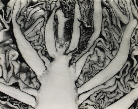 {{ product_title }} Fine Art Print | {{ product_vendor }} Jakero77 Edward Weston - Red Cabbage Halved (1930) - 17" x 22" Fine Art Print Art Print  Jakero77