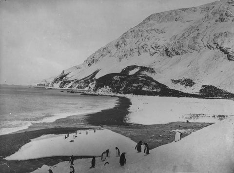 {{ product_title }} Fine Art Print | {{ product_vendor }} Jakero77 Frank Hurley - Penguins on Elephant Island Coast Antarctica (1915) - 17"x22" Print Art Print  Jakero77