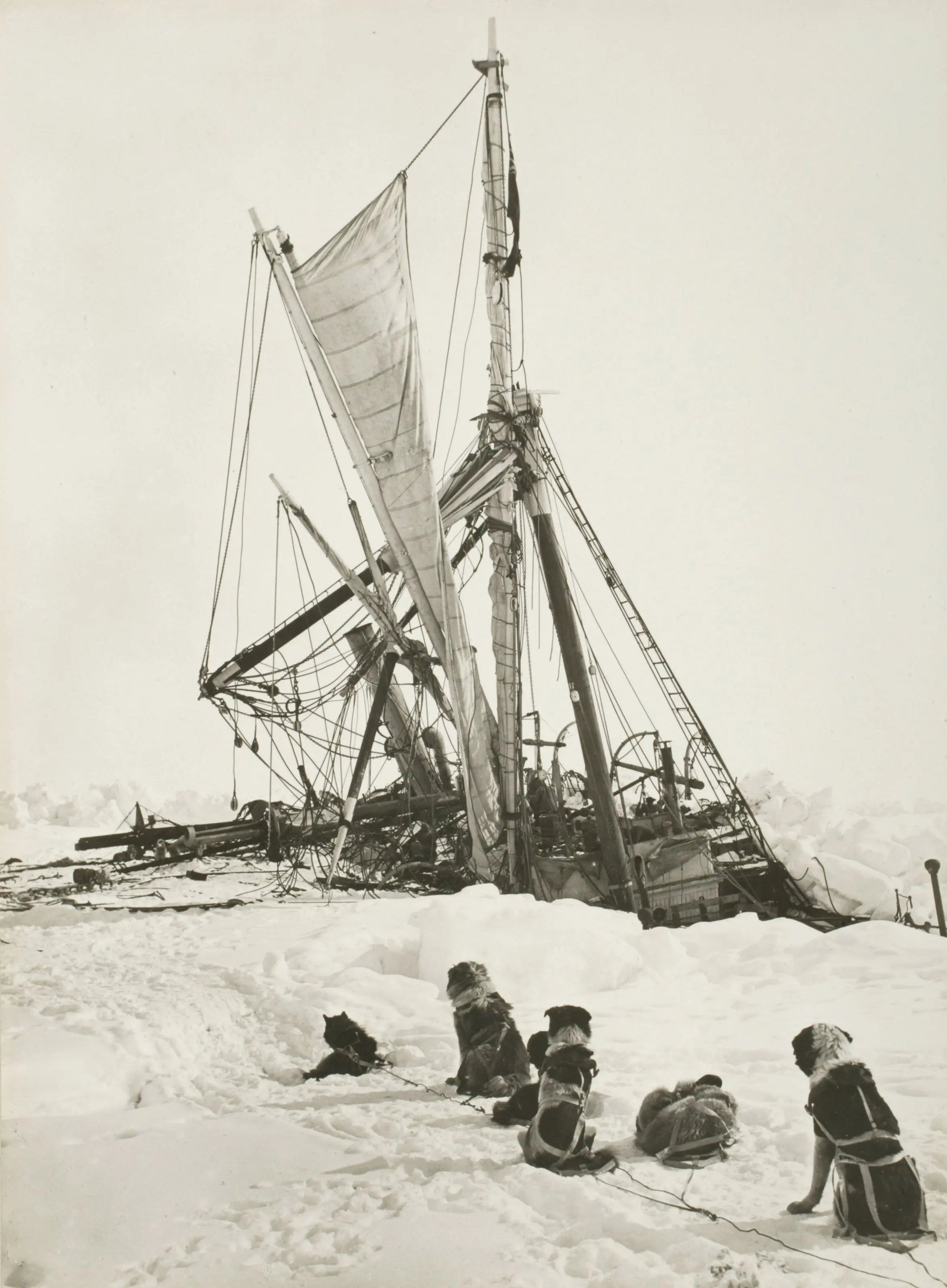 {{ product_title }} Fine Art Print | {{ product_vendor }} Jakero77 Frank Hurley - Sled Dogs @ Wrecked Endurance Ship Antarctica (1915) - 17" x 22" Fine Art Print Art Print  Jakero77
