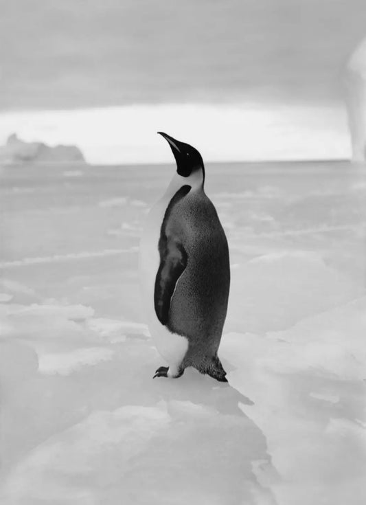 {{ product_title }} Fine Art Print | {{ product_vendor }} Jakero77 Herbert Ponting - An Emperor Penguin Antarctica (1910) - 17"x22" Fine Art Print Art Print  Jakero77